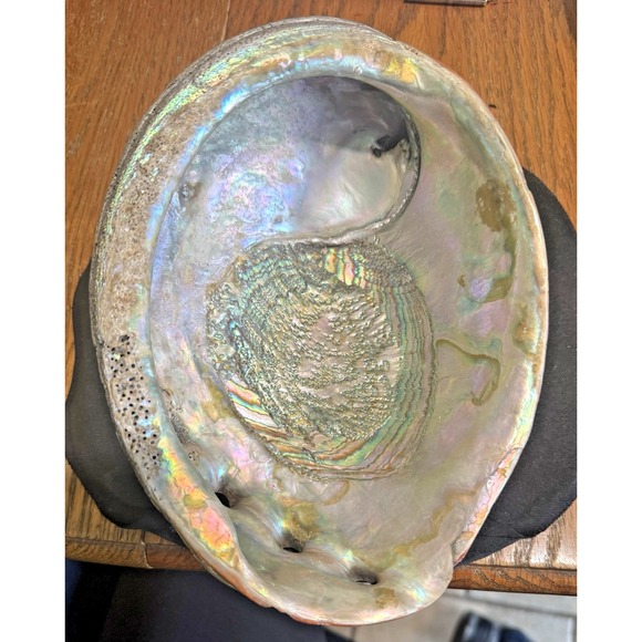 Vintage Large Red Abalone Shell Seashell Very Rare And Unique 8.25